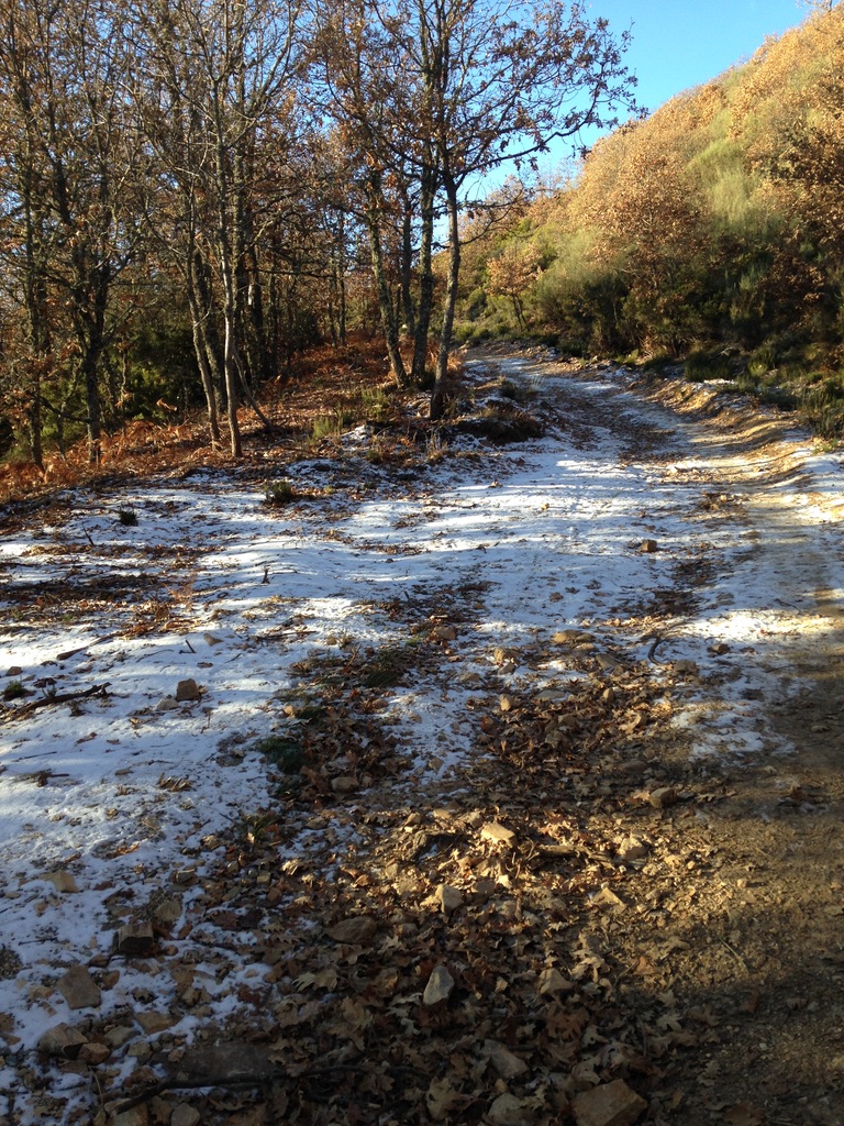 Snow in the forest San Juan de Ortega